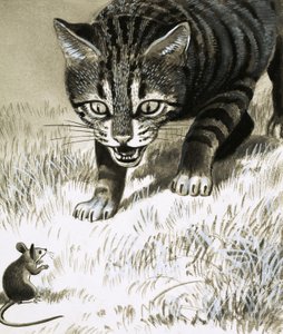 Kat nadert muis