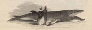 Een walvis vangen bij Deptford Pier: de walvis door English School