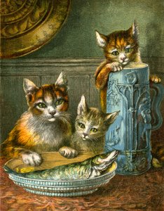 Katten, niet aanraken