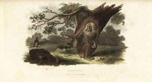 Chacma-baviaan plaagt een zwarte man met zijn eigen eten in Zuid-Afrika