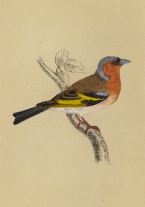 Vink