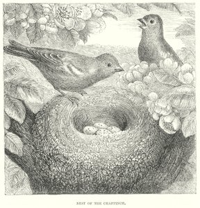 Vink (gravure) door English School