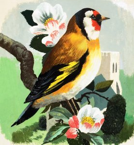 Vink (gouache op papier)