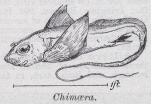 Chimaera