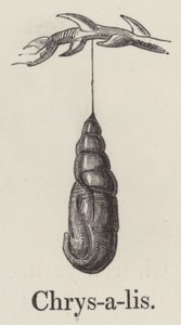 Chrysalis (gravure)