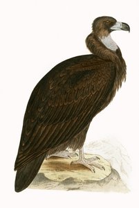Monniksgier, illustratie uit 