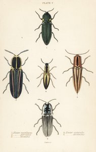Kniptorren: Koplampkniptor, Pyrophorus noctilucus 1, Chalcolepidius porcatus 2, gestreepte kniptor, Agriotes lineatus 3, Elater suturalis 4, en Semiotus distinctus 5 door English School
