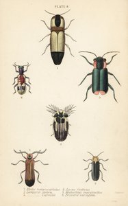 Kniptorren: Melanoxanthus melanocephalus 1, Luciola italica 2, Lampyris latreillii 3, Lycus festivus 4, zachte bloemkever, Clanoptilus marginellus 5, en Priocera variergata 6 door English School