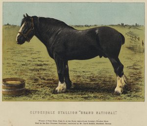 Clydesdale Hengst "Grand National"