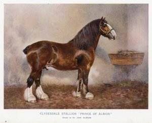 Clydesdale hengst 