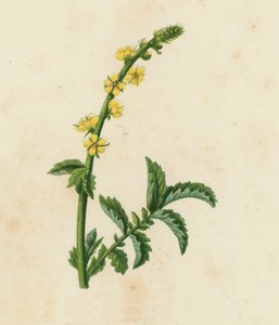 Agrimonie, Agrimonia Eupatoria