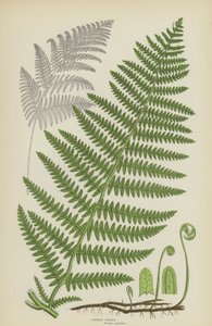 Gewone Adelaarsvaren (kleur litho)