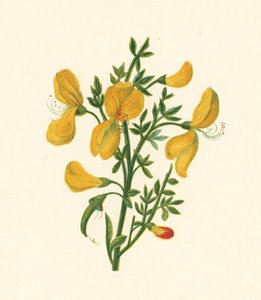 Brem, Cytisus Scoparius door English School