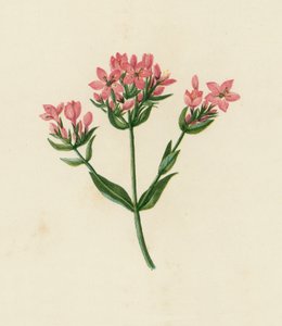 Gewone Duizendguldenkruid, Erythraea Centaurium door English School