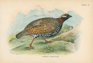 Gewone Francolin door English School