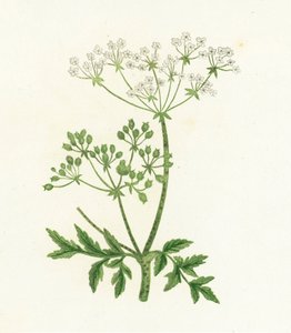 Gevlekte scheerling, Conium Maculatum door English School