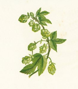 Hop, Humulus Lupulus door English School