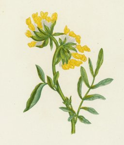 Gewone Wondklaver, Anthyllis Vulneraria door English School