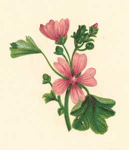 Gewone Kaasjeskruid, Malva Sylvestris