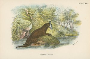 Gewone Otter door English School
