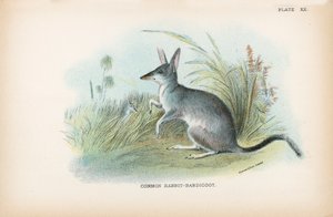 Gewone Konijn-Bandicoot