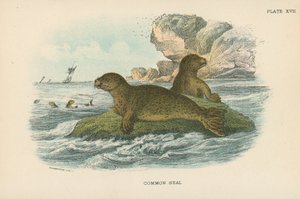 Gewone Zeehond