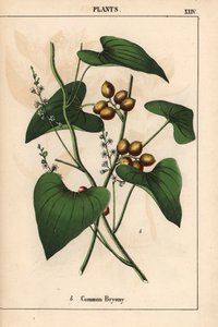 Gewone bryonie met gouden bessen. Bryonia alba, uit 
