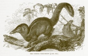 Gewone boomspitsmuis, illustratie uit The Royal Natural History door English School