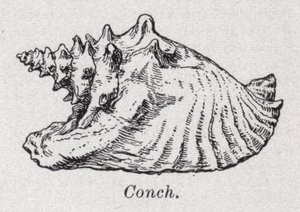 Schelp