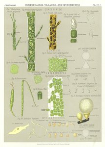 Confervaceae, Ulvaceae, en Myxomycetes
