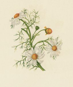 Kamille, Pyrethrum Inodorum door English School