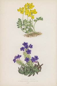 Coronilla Minima; Lithospermum Prostratum (kleur litho)