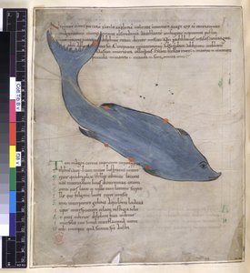Het sterrenbeeld Delphinus uit 