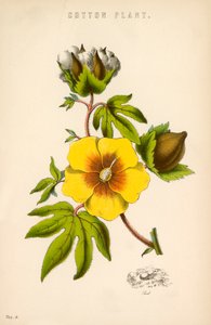 Katoenplant