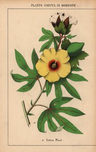 Katoenplant met gele bloem en witte katoenbol, uit "The Instructive Picturebook, or Lessons from the Vegetable World," [Charlotte Mary Yonge], Edinburgh
