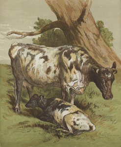 Koe en kalf