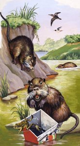 Coypu