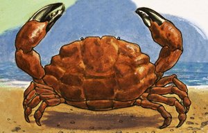 Krab