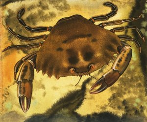 Krab