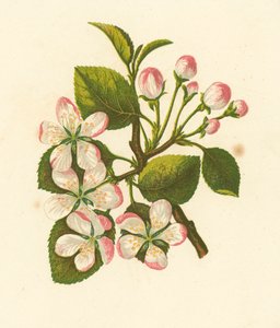 Wilde Appel, Pyrus Malus door English School