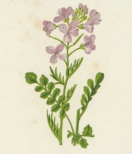 Pinksterbloem, Cardamine Pratensis door English School
