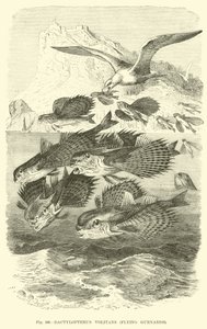 Dactylopterus Volitans, Vliegende Poons door English School