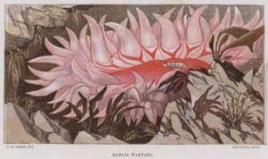 Dahlia Wartlet door English School
