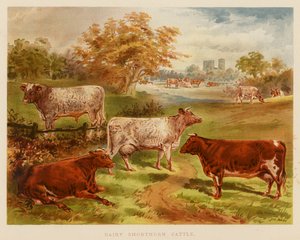 Dairy Shorthorn-vee