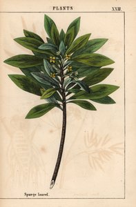 Daphne laureola of Spurge-laurier, uit 