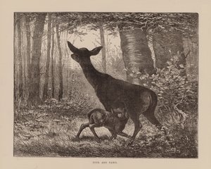 Hert en reekalf (gravure) door English School