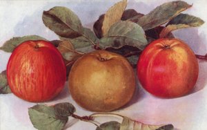 Dessertappels (kleur litho) door English School