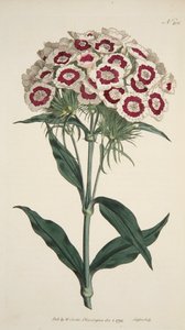 Dianthus Barbatus Bearded Pink, pub. 1792 handgekleurde gravure door English School
