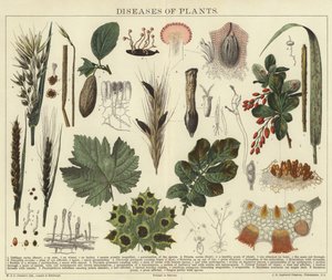 Plantenziekten
