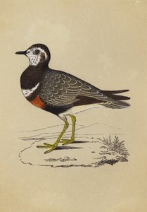 Morinelplevier